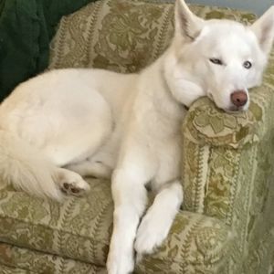 Meet your Posher, Cheryl